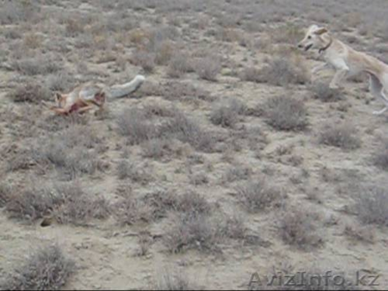 Продается щенки охотничьи породы ТАЗЫ - Изображение #1, Объявление #682765