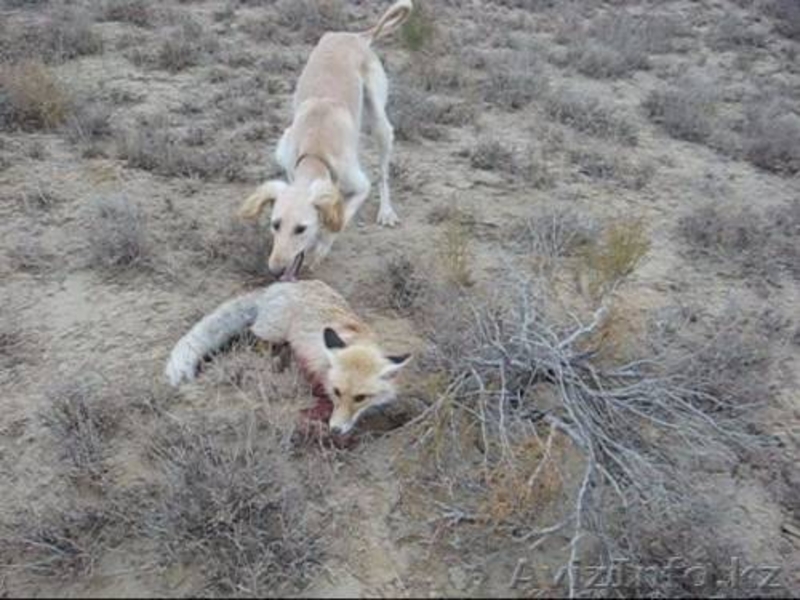 Продается щенки охотничьи породы ТАЗЫ - Изображение #3, Объявление #682765