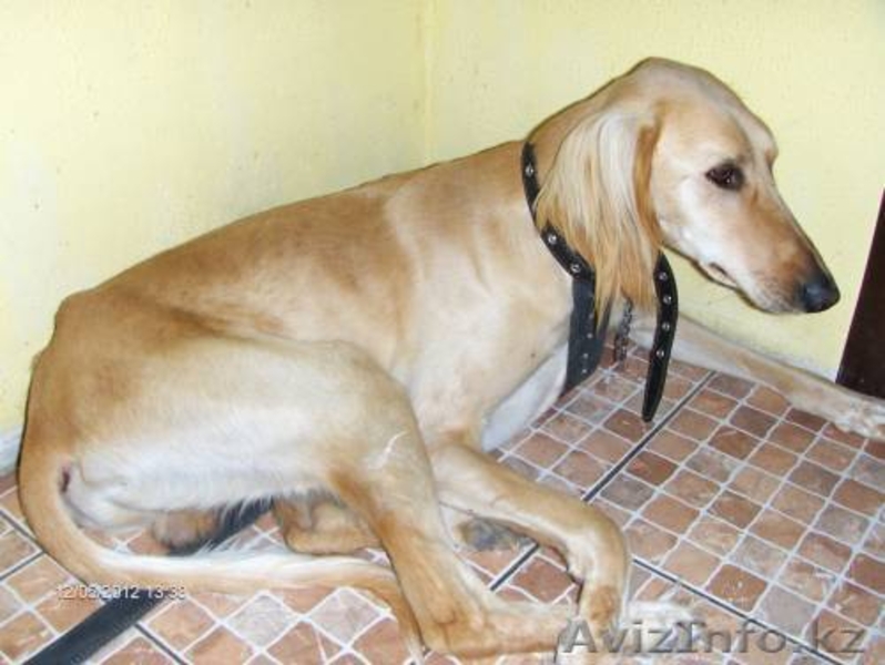 Продается щенки охотничьи породы ТАЗЫ - Изображение #8, Объявление #682765