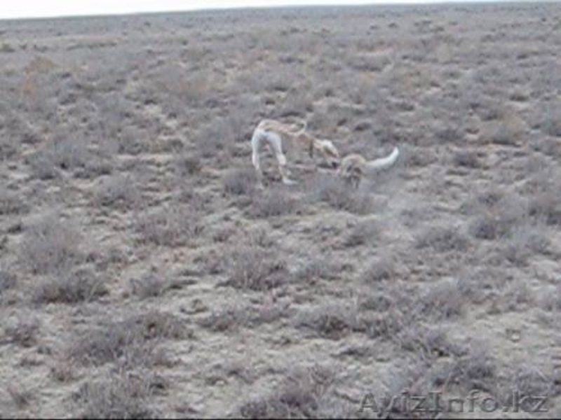 Продается щенки охотничьи породы ТАЗЫ - Изображение #7, Объявление #682765