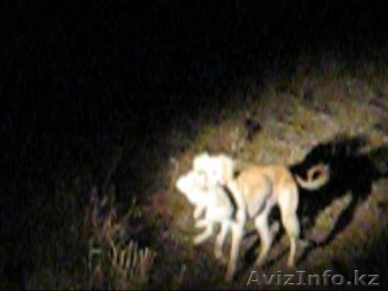 Продается щенки охотничьи породы ТАЗЫ - Изображение #6, Объявление #682765