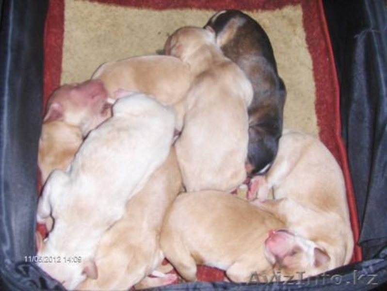 Продается щенки охотничьи породы ТАЗЫ - Изображение #9, Объявление #682765