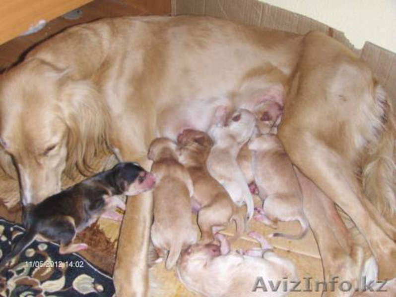 Продается щенки охотничьи породы ТАЗЫ - Изображение #5, Объявление #682765