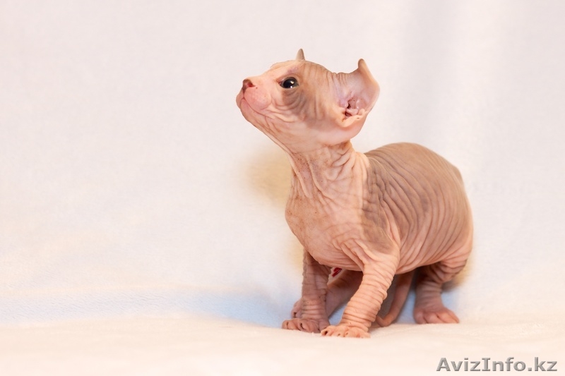 Продаю котят породы Канадский сфинкс - Изображение #2, Объявление #776788