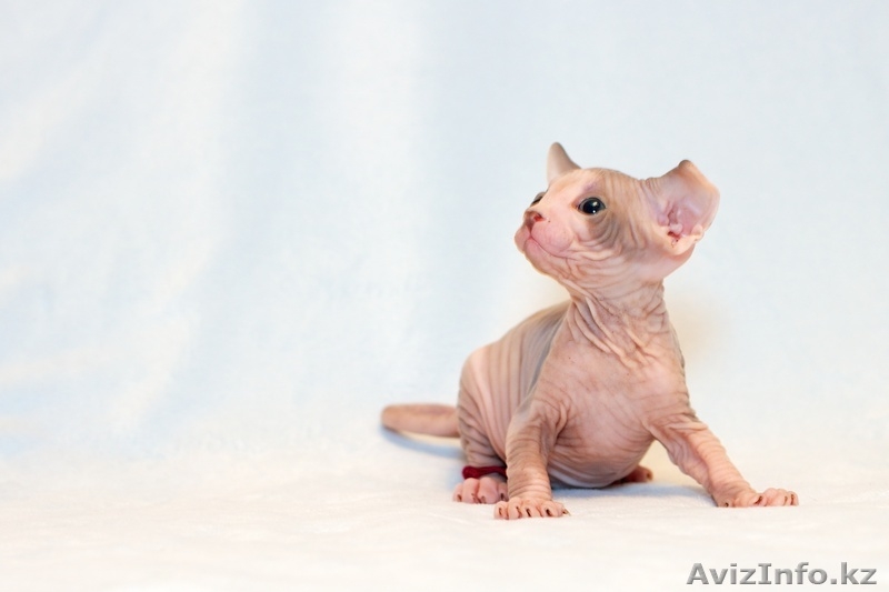 Продаю котят породы Канадский сфинкс - Изображение #4, Объявление #776788