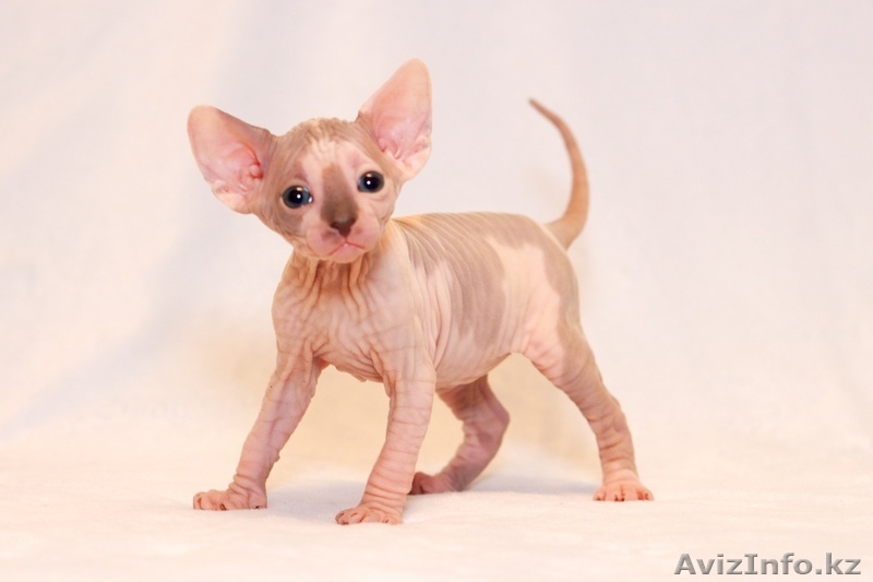 Продаю котят породы Канадский сфинкс - Изображение #7, Объявление #776788