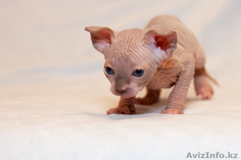 Продаю котят породы Канадский сфинкс - Изображение #1, Объявление #776788