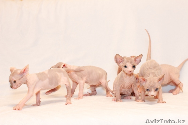Продаю котят породы Канадский сфинкс - Изображение #3, Объявление #776788
