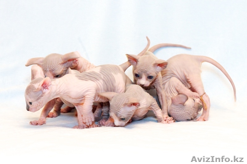 Продаю котят породы Канадский сфинкс - Изображение #8, Объявление #776788
