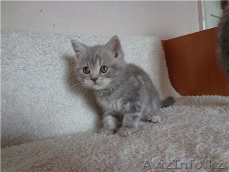 Ориентальные, британские котята - Изображение #5, Объявление #811632