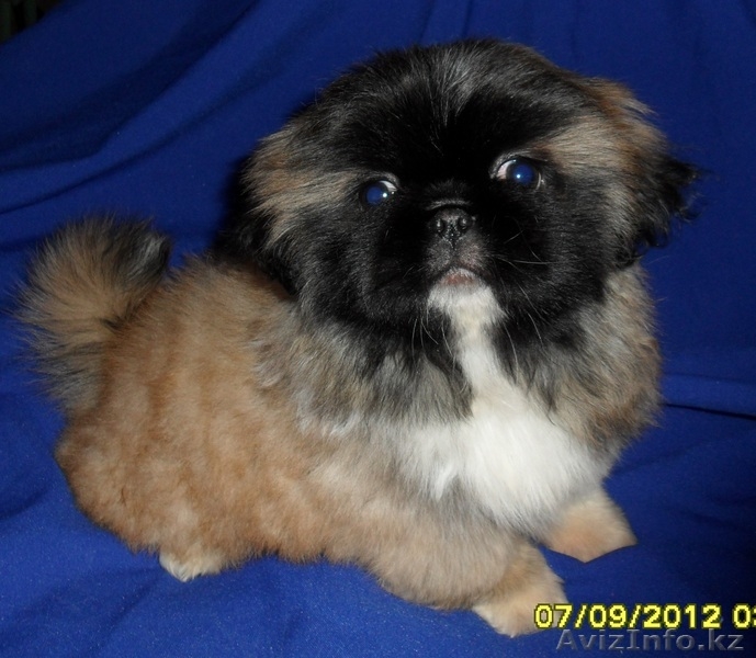 Продам щенков пекинеса с родословной - Изображение #1, Объявление #817228