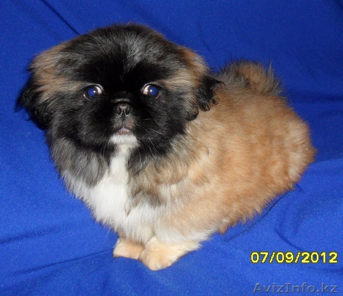 Продам щенков пекинеса с родословной - Изображение #2, Объявление #817228