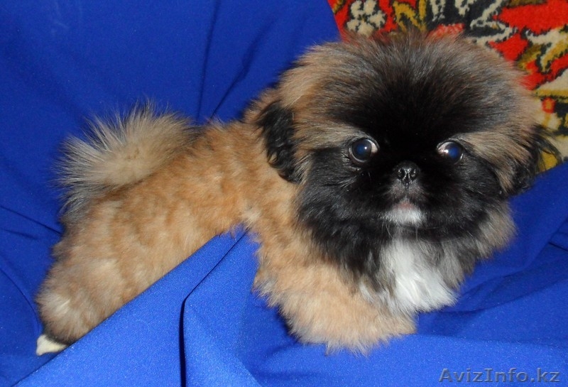 Продам щенков пекинеса с родословной - Изображение #3, Объявление #817228