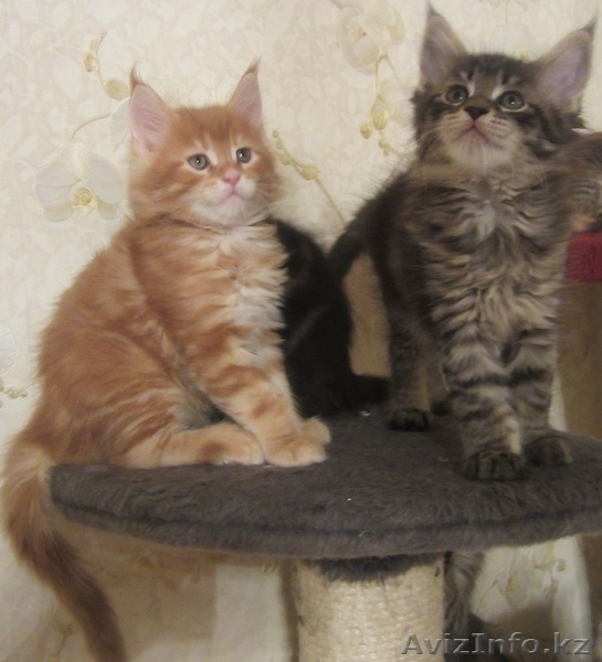 Питомник мейн кунов - Изображение #3, Объявление #847421