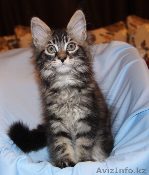 Питомник мейн кунов - Изображение #4, Объявление #847421