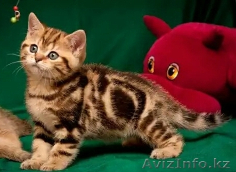 Шотландские вислоухие и прямоухие котята драгоценных окрасов. - Изображение #1, Объявление #995385