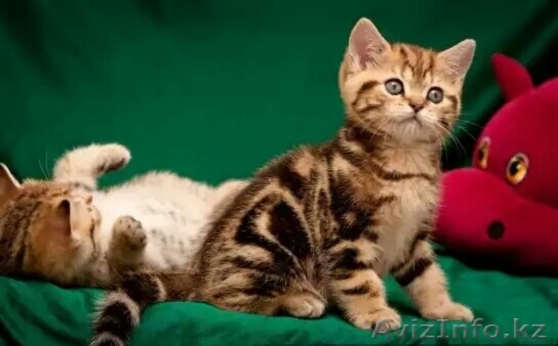 Шотландские вислоухие и прямоухие котята драгоценных окрасов. - Изображение #3, Объявление #995385
