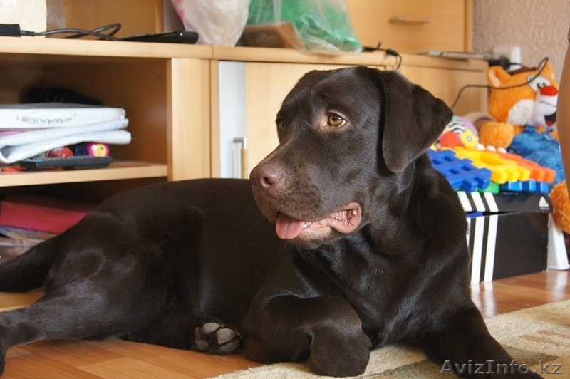 Предварительная запись на щенков лабрадора ретривера - Изображение #2, Объявление #1002793