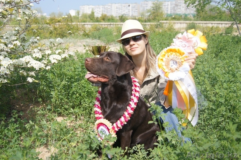 Предварительная запись на щенков лабрадора ретривера - Изображение #1, Объявление #1002793