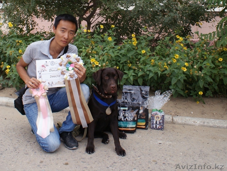 Предварительная запись на щенков лабрадора ретривера - Изображение #3, Объявление #1002793