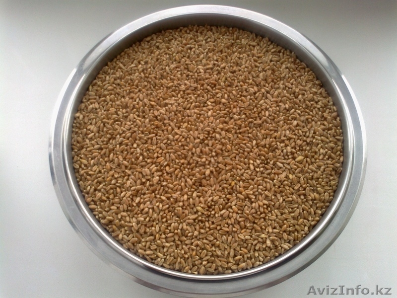Пшеница, ячмень. - Изображение #3, Объявление #1031481