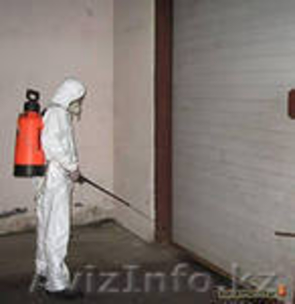 уничтожение клопов, термитов в Актау - Изображение #4, Объявление #1101210