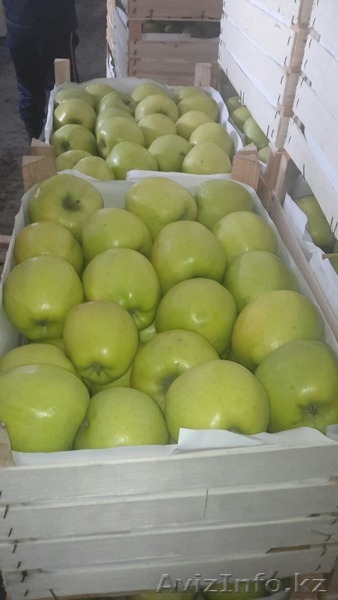 Продаю яблоки из Молдавии - Изображение #8, Объявление #1201747