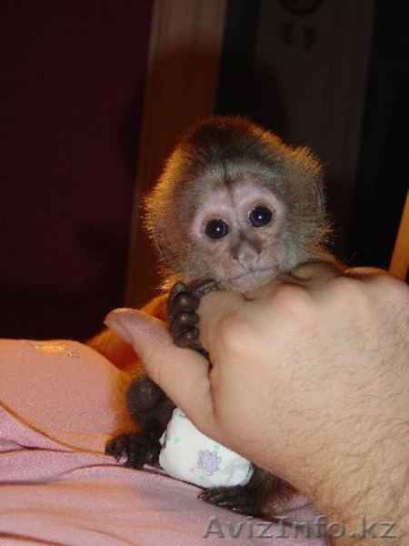 Обезьян-капуцинов Доступные - Изображение #2, Объявление #1286165