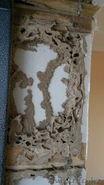 Профессиональная обработка от любых видов насекомых - Изображение #2, Объявление #1299155