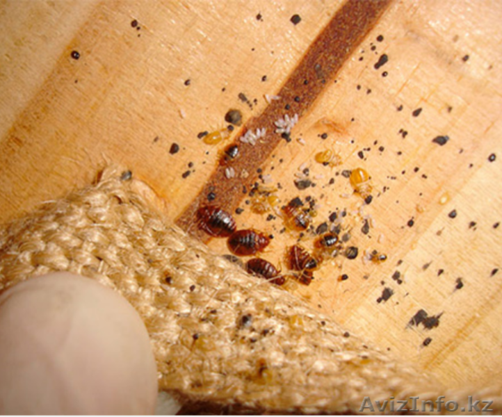 Профессиональная обработка от любых видов насекомых - Изображение #1, Объявление #1299155