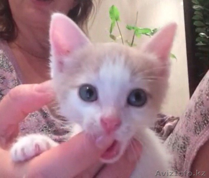 Персиковый котенок в добрые руки - Изображение #3, Объявление #1320827