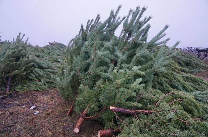 Новогодние  елки оптом из РФ - Изображение #1, Объявление #1510824