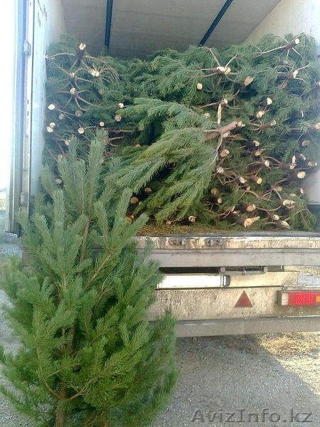 Новогодние  елки оптом из РФ - Изображение #2, Объявление #1510824