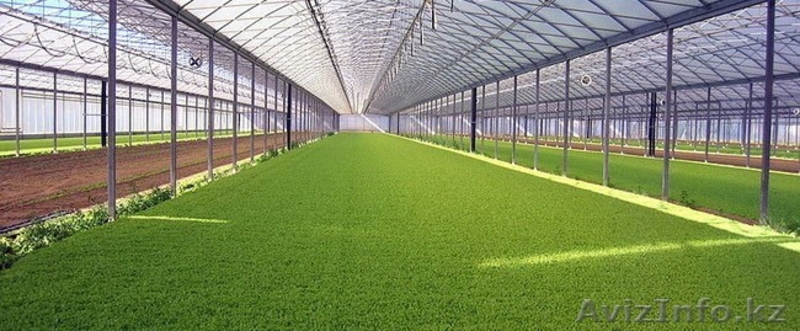 производство и строительство теплиц - Изображение #2, Объявление #1536362