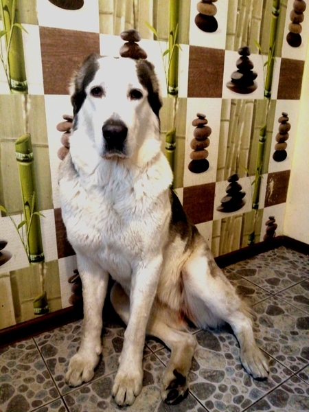 Крупные щенки алабая. Новые крови.  - Изображение #2, Объявление #1742333